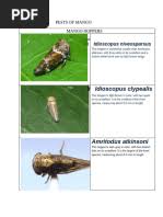 Attēlu rezultāti vaicājumam “Blepharidopterus angulatus imago”