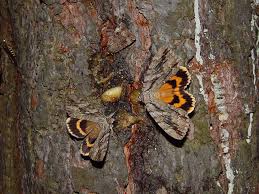 Attēlu rezultāti vaicājumam “Catocala sponsa”