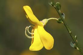 Image result for Cytisus scoparius