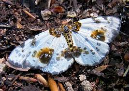 Attēlu rezultāti vaicājumam “Abraxas sylvata imago”