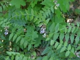 Attēlu rezultāti vaicājumam “Vicia sepium”