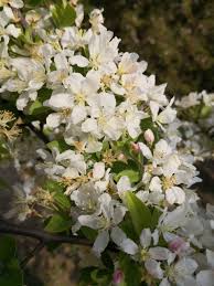 Attēlu rezultāti vaicājumam “Malus prunifolia”