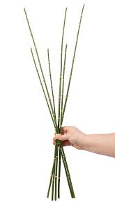 Attēlu rezultāti vaicājumam “Equisetum”