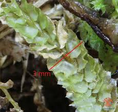 Attēlu rezultāti vaicājumam “Barbilophozia lycopodioides”