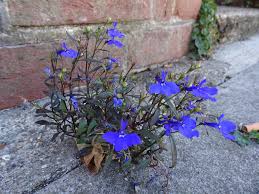 Image result for Männertreu