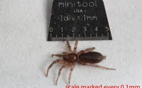 Attēlu rezultāti vaicājumam “Gnaphosidae”