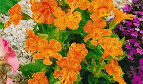 Image result for Mimulus x hybrida