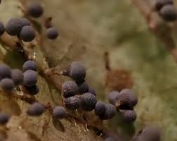 Attēlu rezultāti vaicājumam “Badhamia foliicola spores”