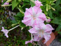 Image result for Mirabilis jalapa