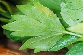 Attēlu rezultāti vaicājumam “Levisticum officinale leaf”