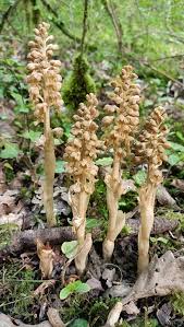 Attēlu rezultāti vaicājumam “Neottia nidus-avis bud”