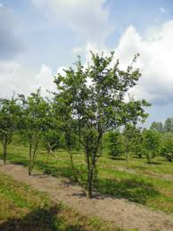 Attēlu rezultāti vaicājumam “Crataegus persimilis”