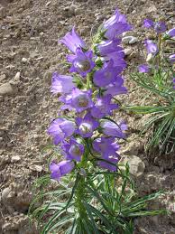 Image result for Campanula affinis