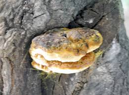 Attēlu rezultāti vaicājumam “Inonotus leporinus”