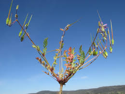 Attēlu rezultāti vaicājumam “Erodium cicutarium bud”