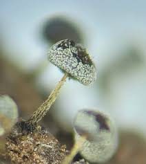 Attēlu rezultāti vaicājumam “Physarum gravidum”