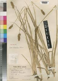 Attēlu rezultāti vaicājumam “Carex vulpina”