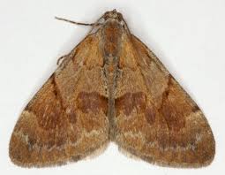 Attēlu rezultāti vaicājumam “Pennithera firmata”