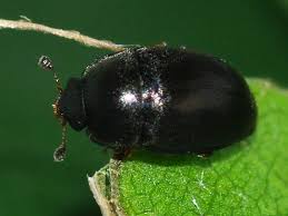 Attēlu rezultāti vaicājumam “Meligethes sp.”