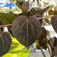 Attēlu rezultāti vaicājumam “Cercidiphyllum japonicum”