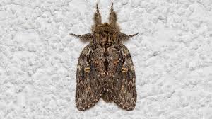 Attēlu rezultāti vaicājumam “Peridea anceps”