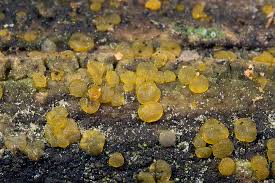 Attēlu rezultāti vaicājumam “Dacrymyces stillatus”