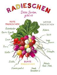 Image result for Radieschen