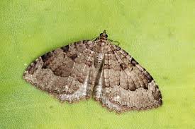 Attēlu rezultāti vaicājumam “Triphosa dubitata”