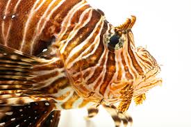 Image result for Pterois miles