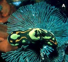 Attēlu rezultāti vaicājumam “Bryozoa”