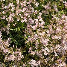 Attēlu rezultāti vaicājumam “Gypsophila paniculata”