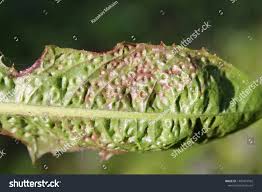 Attēlu rezultāti vaicājumam “Trioza dispar”