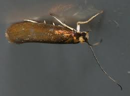 Attēlu rezultāti vaicājumam “Roeslerstammia erxlebella”