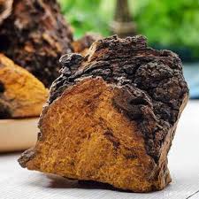 Attēlu rezultāti vaicājumam “Inonotus obliquus”