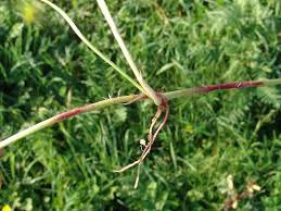 Attēlu rezultāti vaicājumam “Potentilla reptans leaf”