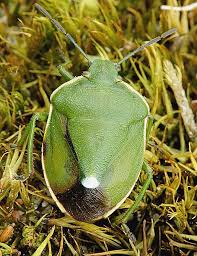 Attēlu rezultāti vaicājumam “Chlorochroa juniperina imago”