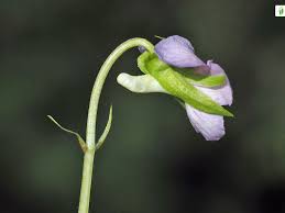 Attēlu rezultāti vaicājumam “Viola mirabilis leaf”