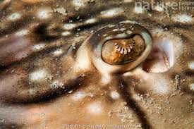 Image result for Raja undulata