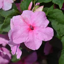 Image result for Impatiens walleriana