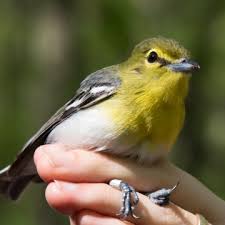 Image result for Vireo flavifrons