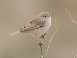 Image result for Sylvia nana