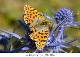 Attēlu rezultāti vaicājumam “Boloria aquilonaris upperside”