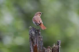 Image result for Luscinia sibilans