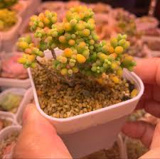 Attēlu rezultāti vaicājumam “Diderma globosum macro”