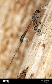 Attēlu rezultāti vaicājumam “Gasteruption jaculator”