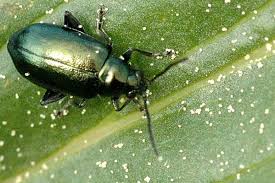 Attēlu rezultāti vaicājumam “Alticinae”