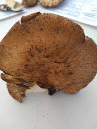 Attēlu rezultāti vaicājumam “Polyporus tuberaster”