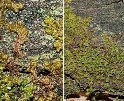 Attēlu rezultāti vaicājumam “Ptilidium pulcherrimum”