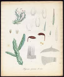 Attēlu rezultāti vaicājumam “Pseudoscleropodium purum”