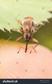 Attēlu rezultāti vaicājumam “Curculio venosus”